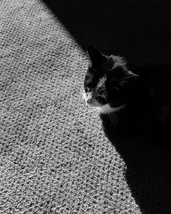Photo of a cat in the shadow