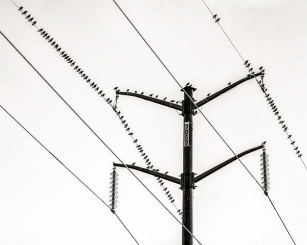 Photograph of birds on a wire