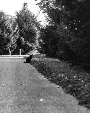 A photograph of a black cat on the path