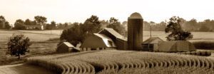 A sepia photograph of a cornfield and a barn.