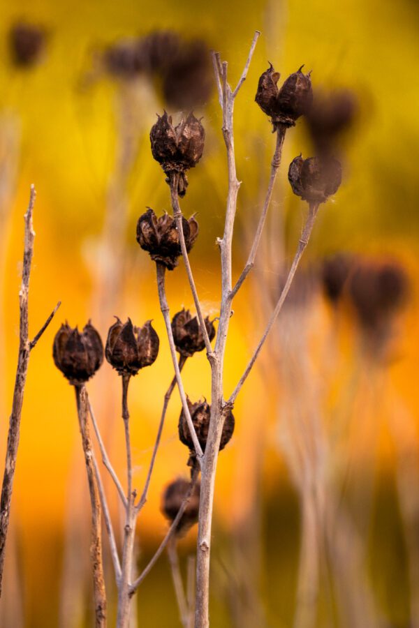 A photograph including beautiful colors and abstracted weeds.