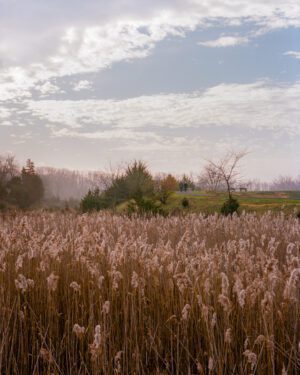 A photo of a field with a foggy treeline