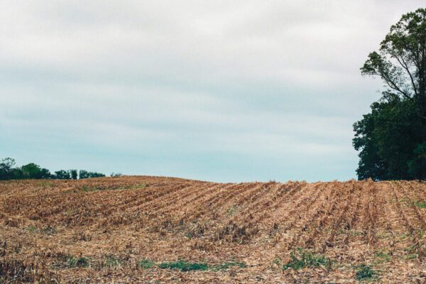 A film photo of a harvested cornfield