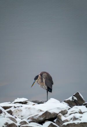 A photograph a heron on snowy rocks