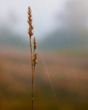 A film photograph of a dew web on a fall weed.