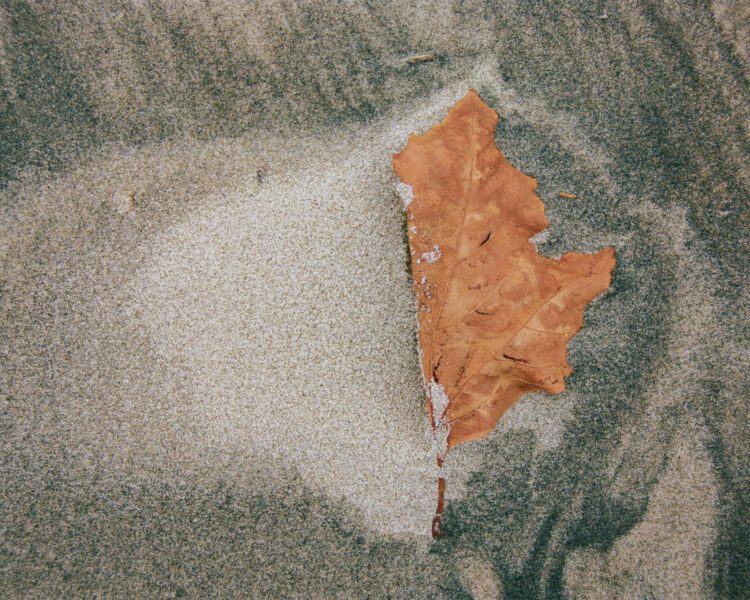 A colorful leaf in the sand