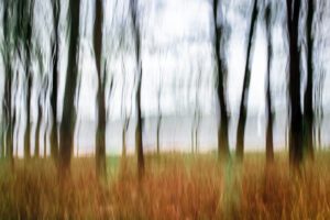 Abstract photography of trees