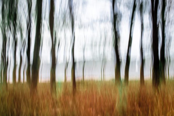 Abstract photography of trees