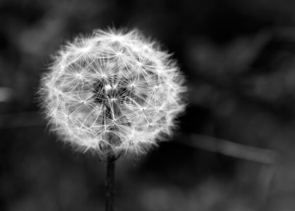 A photograph of a dandelion seed.