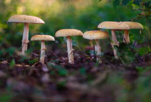 Macro photograph of wild mushrooms