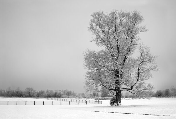 Photograph of a lonely tree on a snowy night