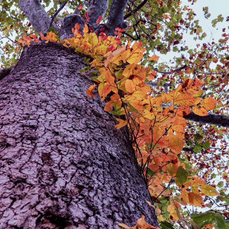 Bright leaves up a tree in Lambertville, NJ
